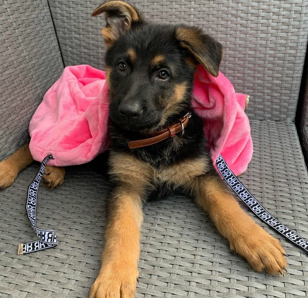 German Shepherd Puppy Terry