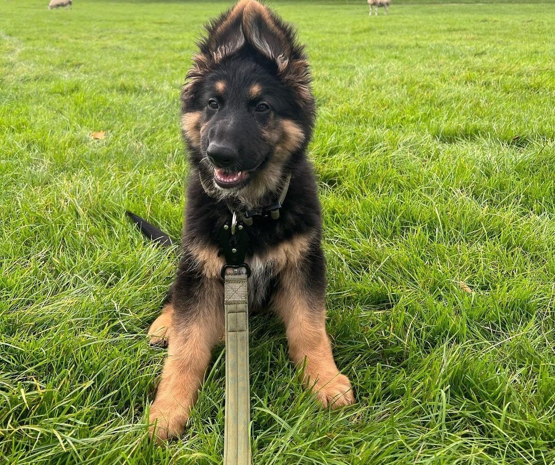 Abbey German Shepherd