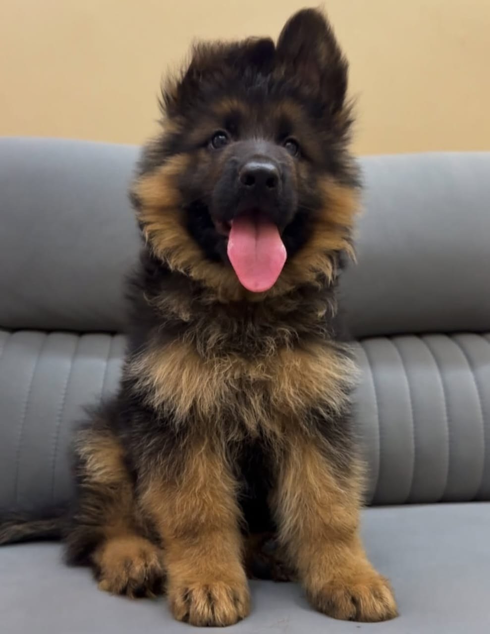 lucy German shepherd