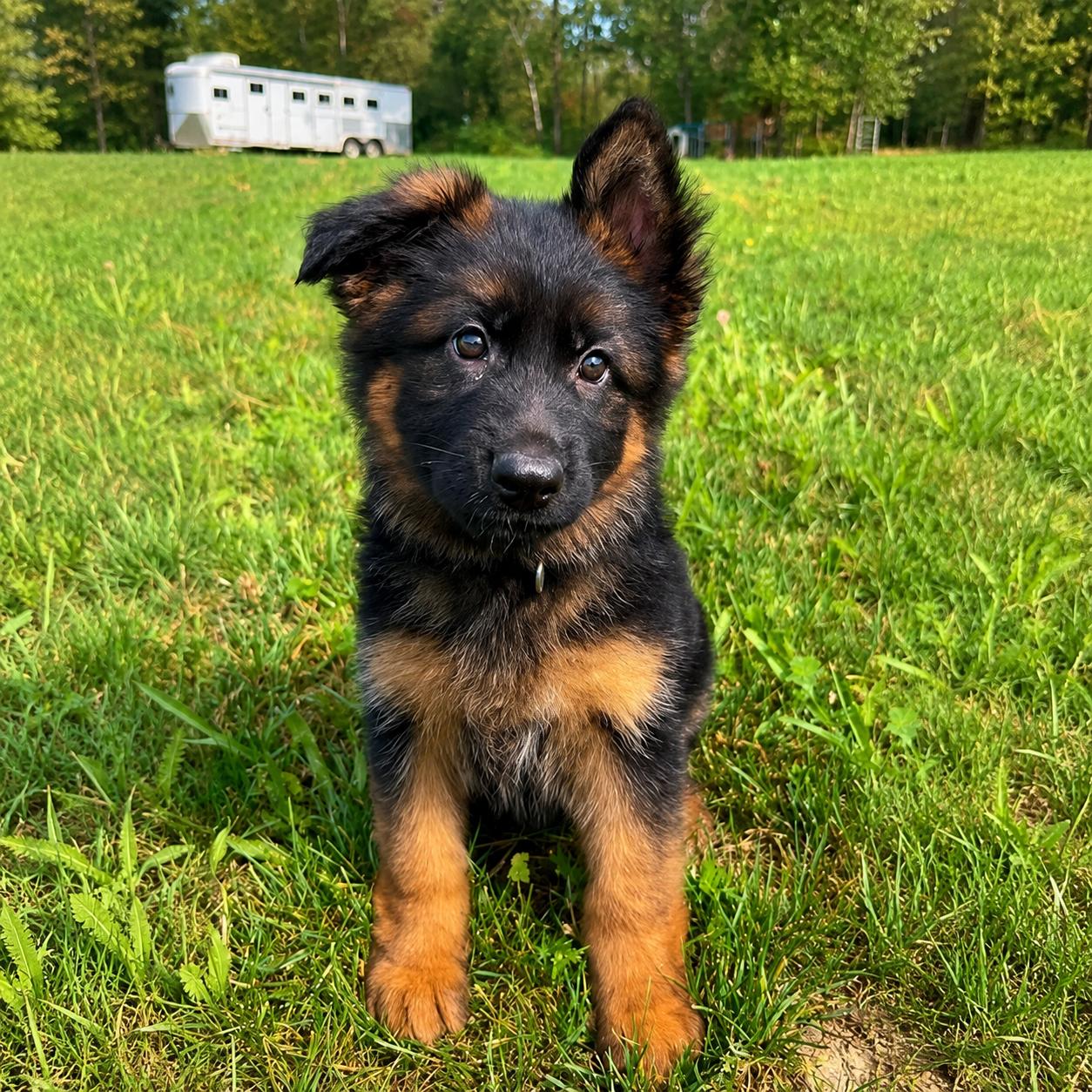jack German shepherd