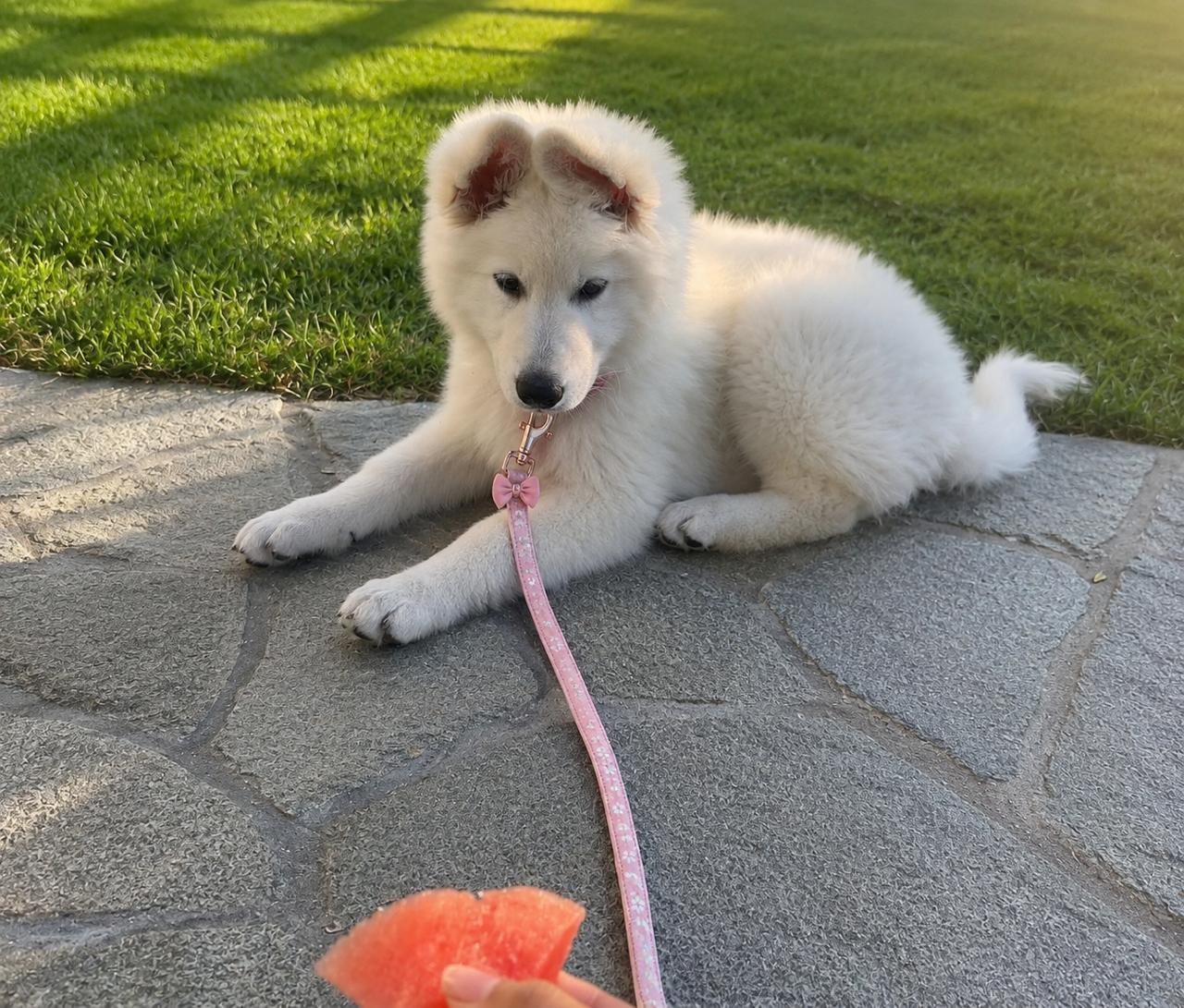 German Shepherd Puppy Bella relaxed