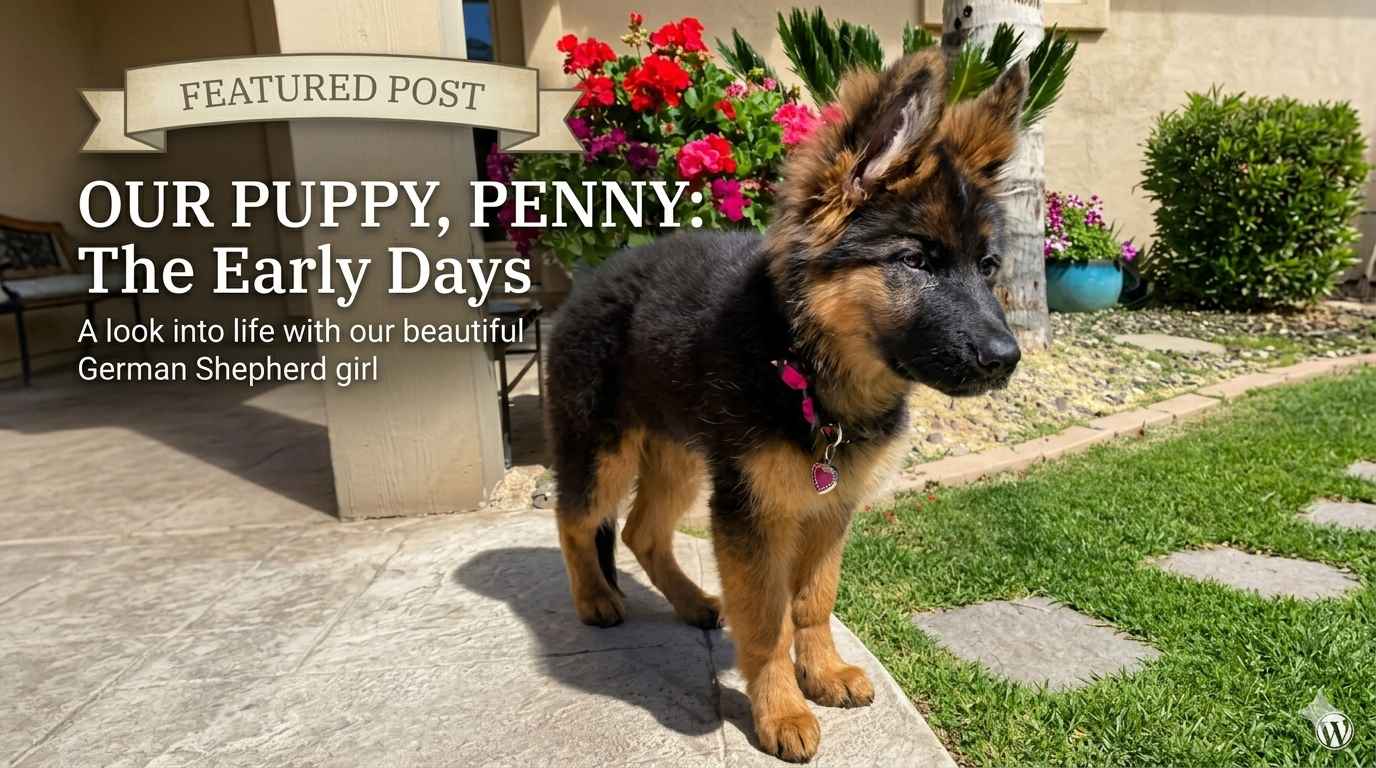 1779751956400 Place an order for German Shepherd puppies– Rare & Stunning