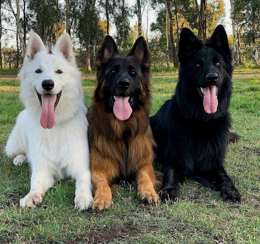 German Shepherd Puppies for Sale