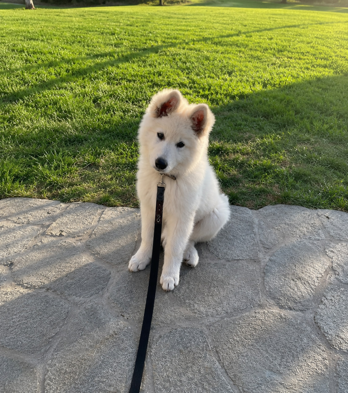 German Shepherd Puppy Max outside