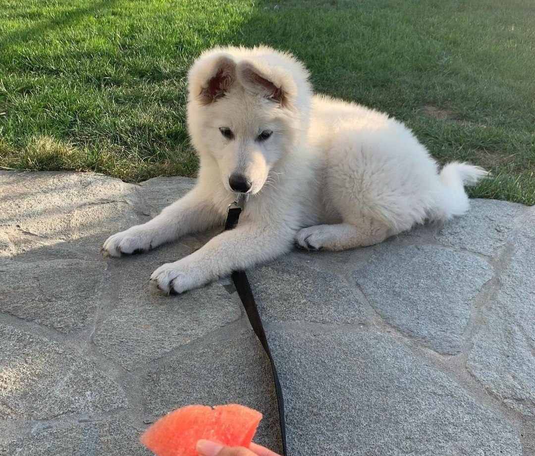 German Shepherd Puppy Bella relaxed
