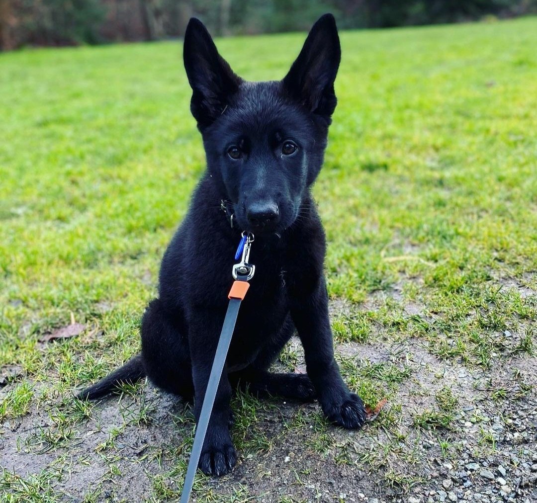 German Shepherd Puppy Luna sitting proudly in the grass