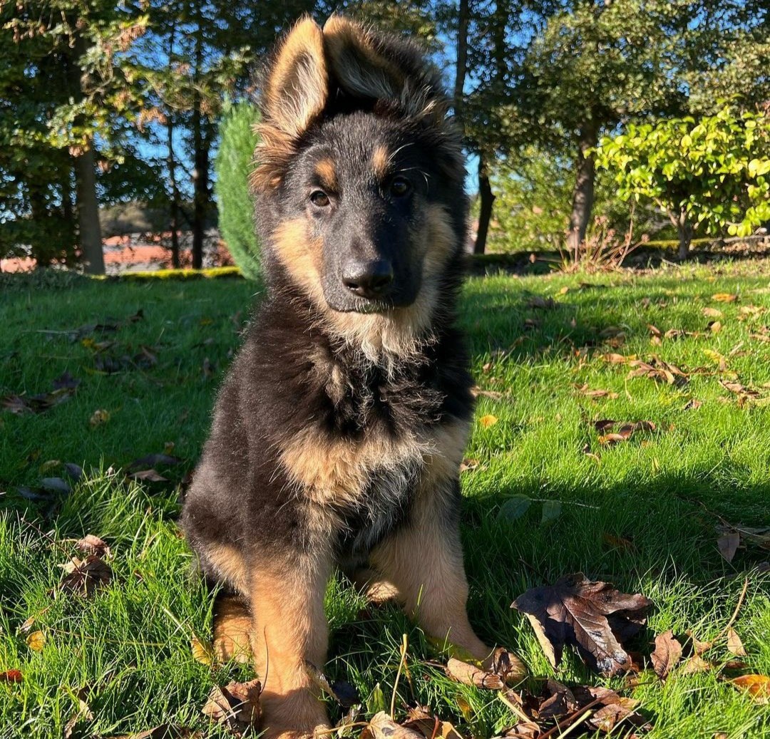 Place an order for German Shepherd puppies – safe and easy process